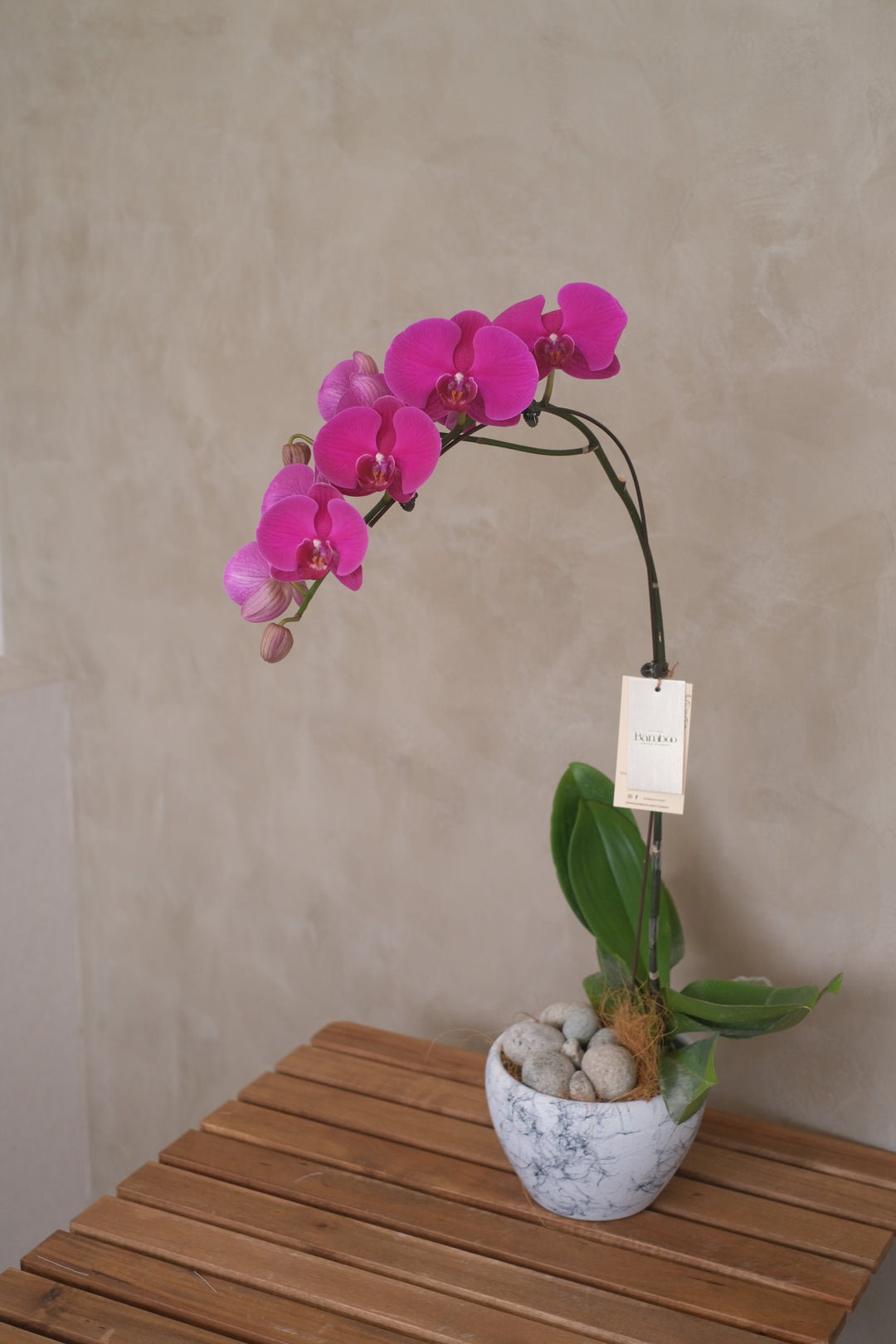 FortunePhalaenopsis Dark Purple potted in a ceramic pot