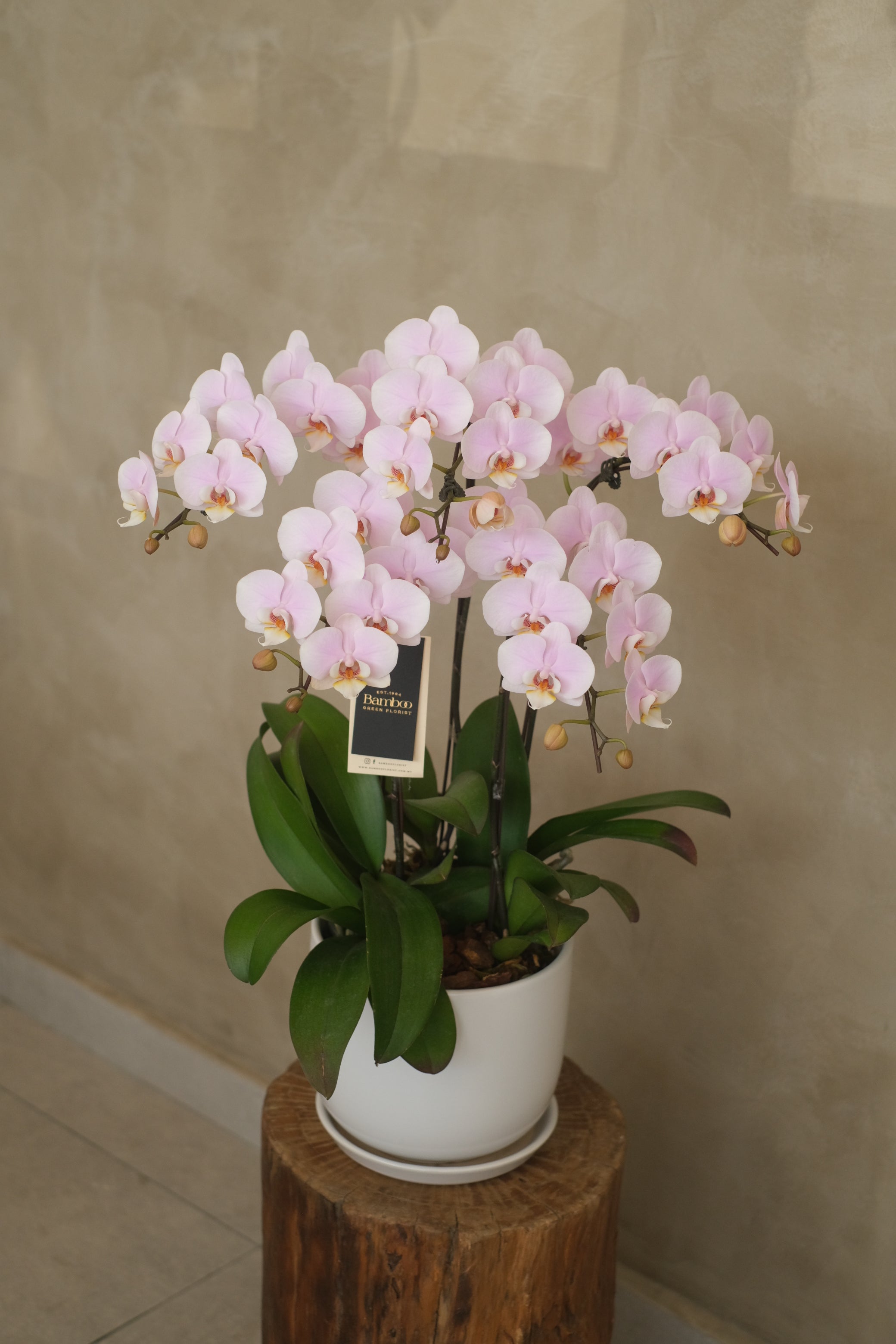 Midi Fresh Phalaenopsis Orchids Best Flowers & Gift Delivery in