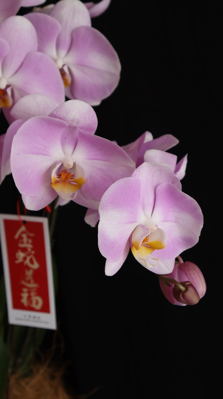 Opulent Phalaenopsis Orchid - Light Purple