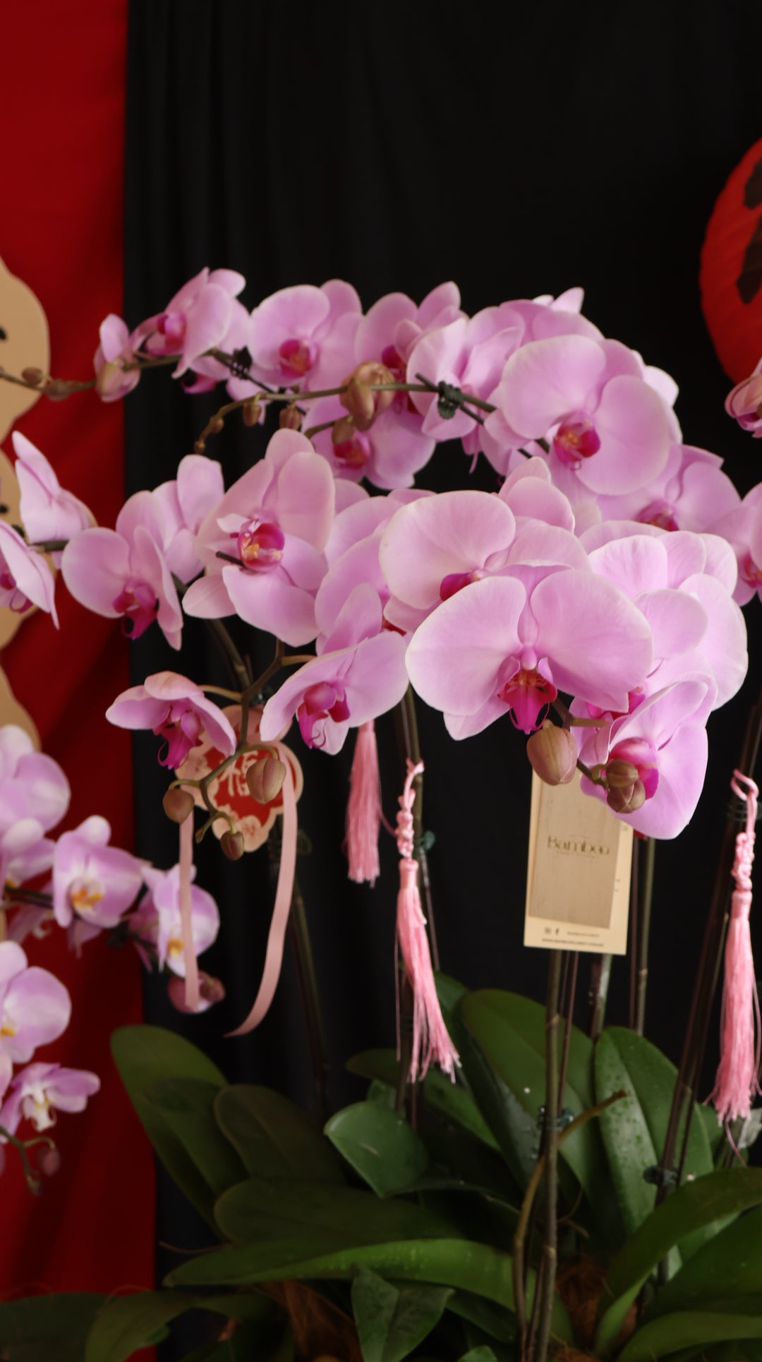 Opulent Phalaenopsis Orchid - Light Purple