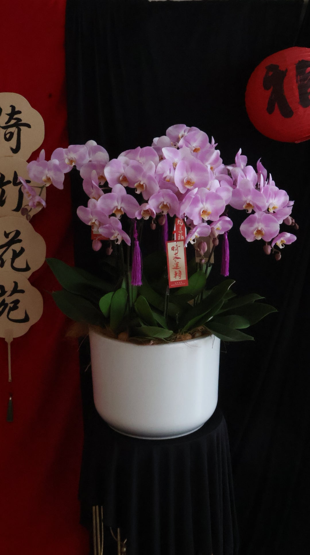 Opulent Phalaenopsis Orchid - Light Purple