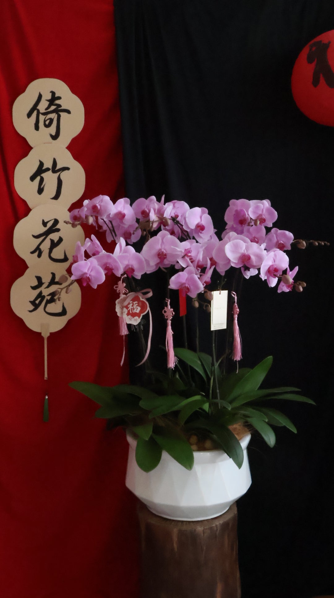 Opulent Phalaenopsis Orchid - Light Purple