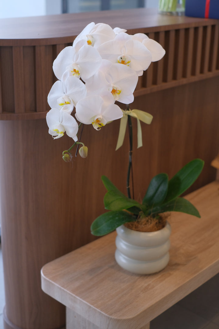 White Phalaenopsis Orchid in Elegan Pot, Available for Same-Day Delivery in Penang Island