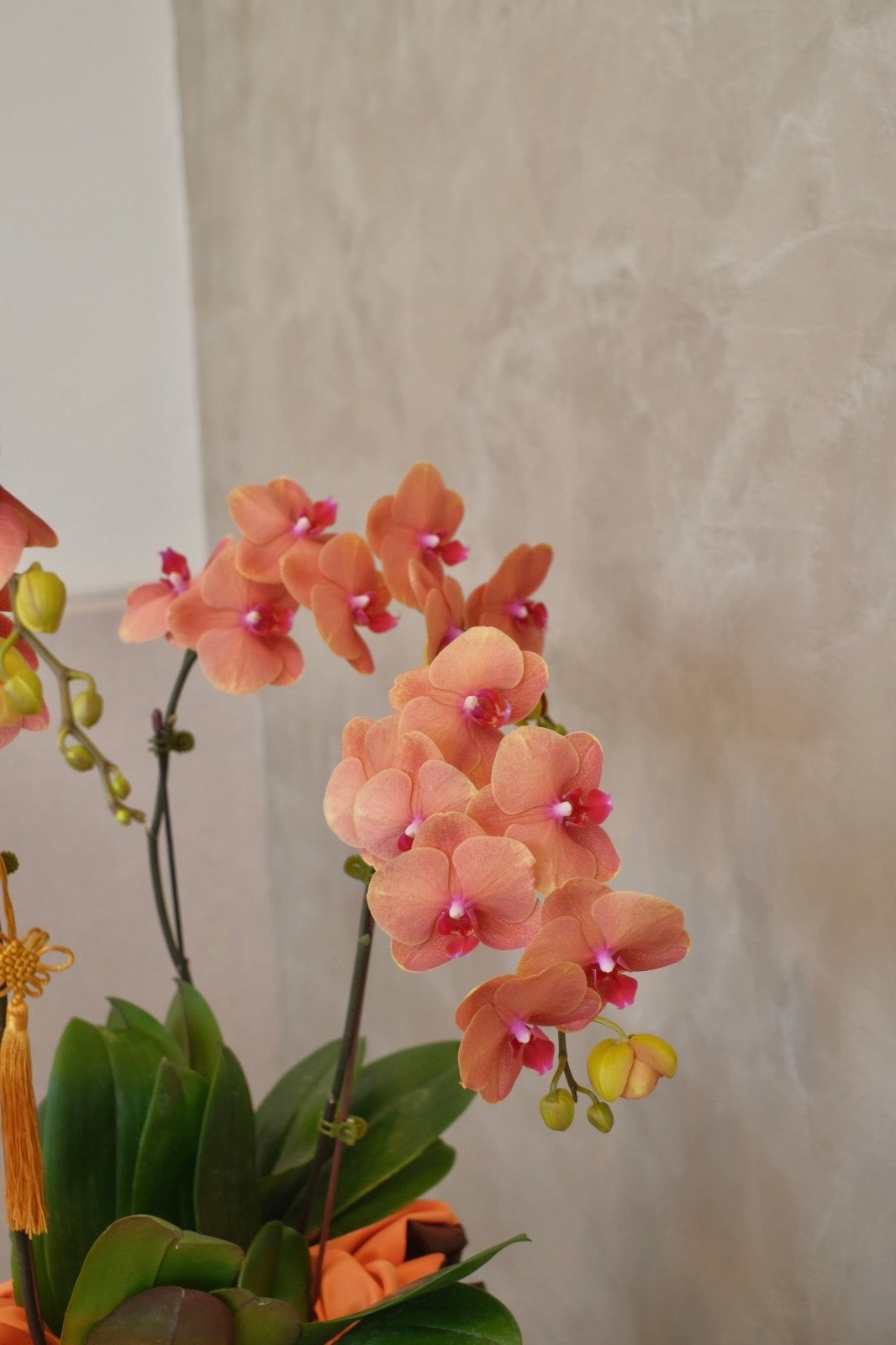 2024 Orchids -  Jinju Orange Phalaenopsis
