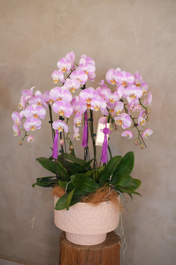 Purple Phalaenopsis Orchid Arrangement 6 Stalks in Textured Pink Round Pot - Song Sense CNY 2026 Lilac Harmony - Bamboo Green Florist Penang