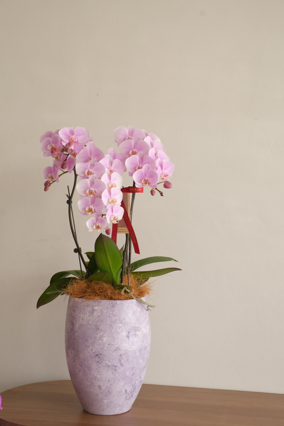 Soft lilac-pink Taiwan phalaenopsis orchid with three spikes in a silver marbled ceramic vase — best florist in Penang Mother's Day orchid plant RM488

