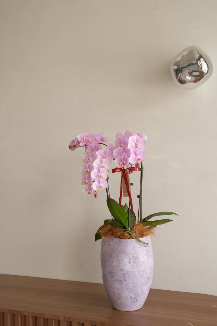 Soft lilac-pink Taiwan phalaenopsis orchid with two spikes in a silver marbled ceramic vase — best florist in Penang Mother's Day orchid plant RM488

