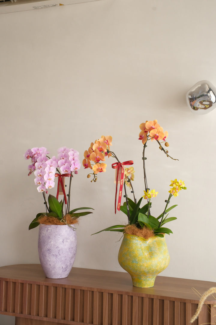 Soft lilac-pink Taiwan phalaenopsis orchid with two spikes in a silver marbled ceramic vase — best florist in Penang Mother's Day orchid plant RM488


