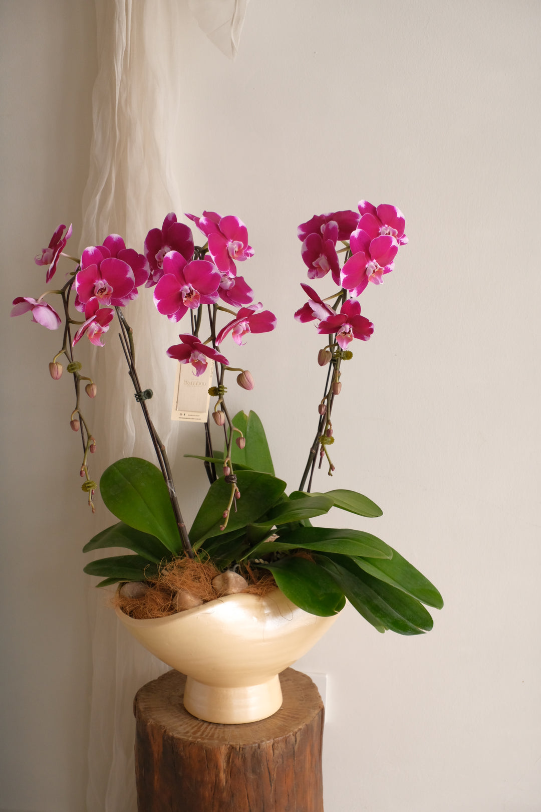 Marée — three-stem magenta phalaenopsis in a wave-rimmed, pearl-glazed footed ceramic bowl with coco fibre and river stones, Bamboo Green Florist, Penang