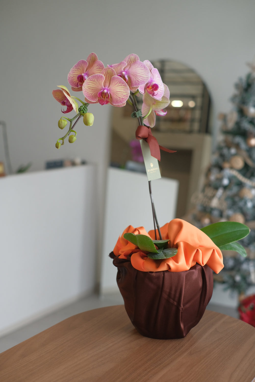 best sellers orange phalaenopsis orchids in ceramic pots