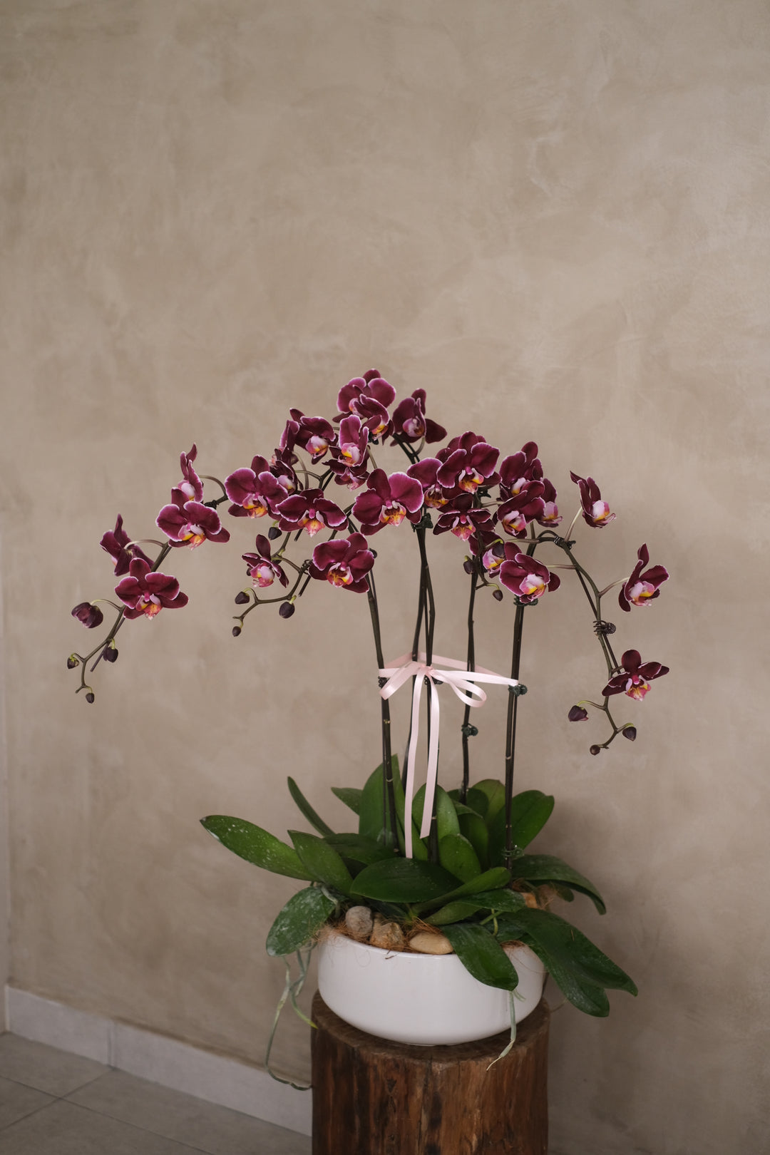 amboo Green Florist offers fresh orchids delivery in Penang. Our stunning orchid arrangements are hand-crafted with care and delivered with the utmost attention to detail. Order online for same-day delivery and experience the best florist service in Penang!