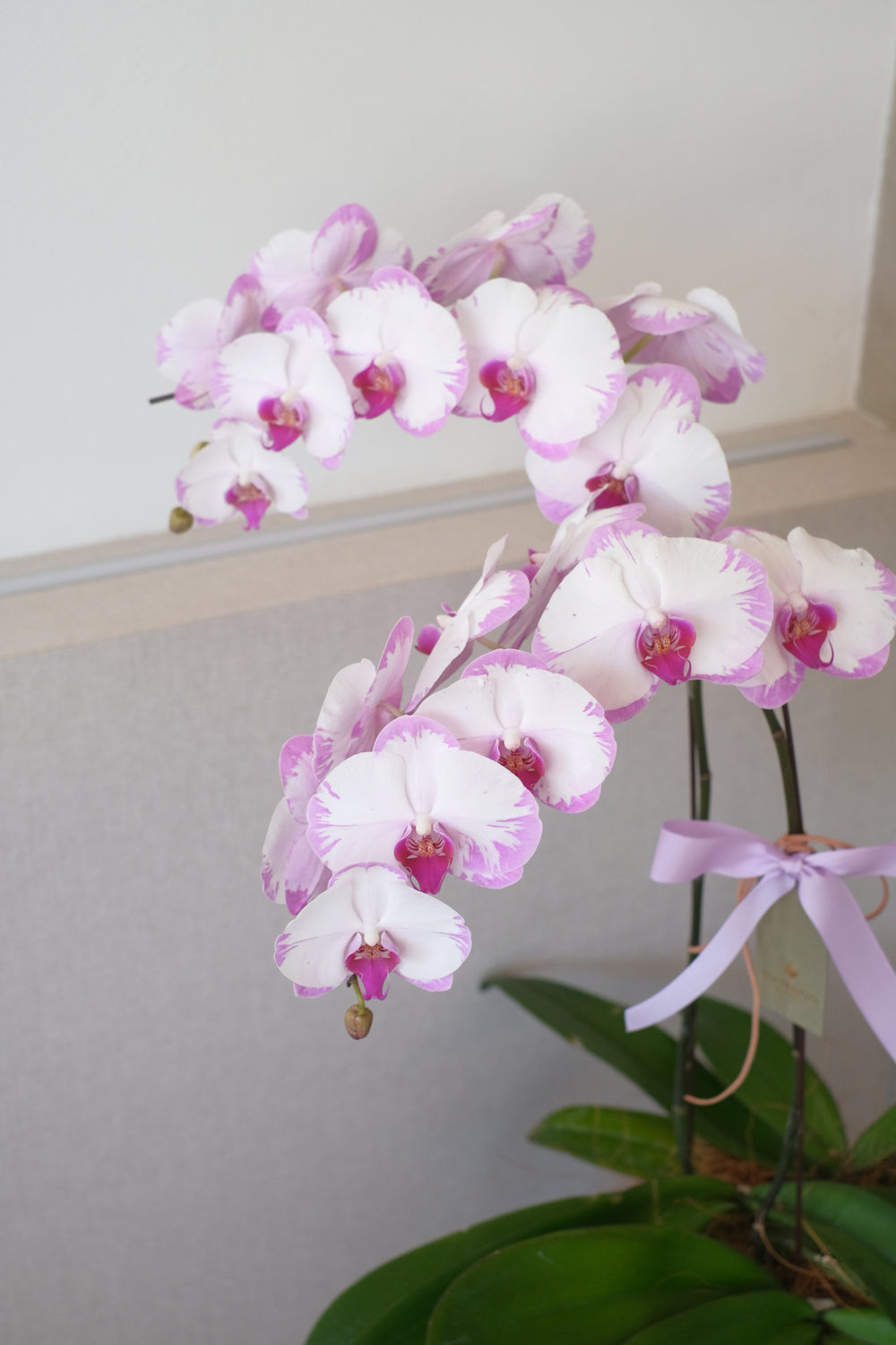 Three elegant Phalaenopsis orchid plants, representing grace and beauty, being delivered in Penang, Malaysia