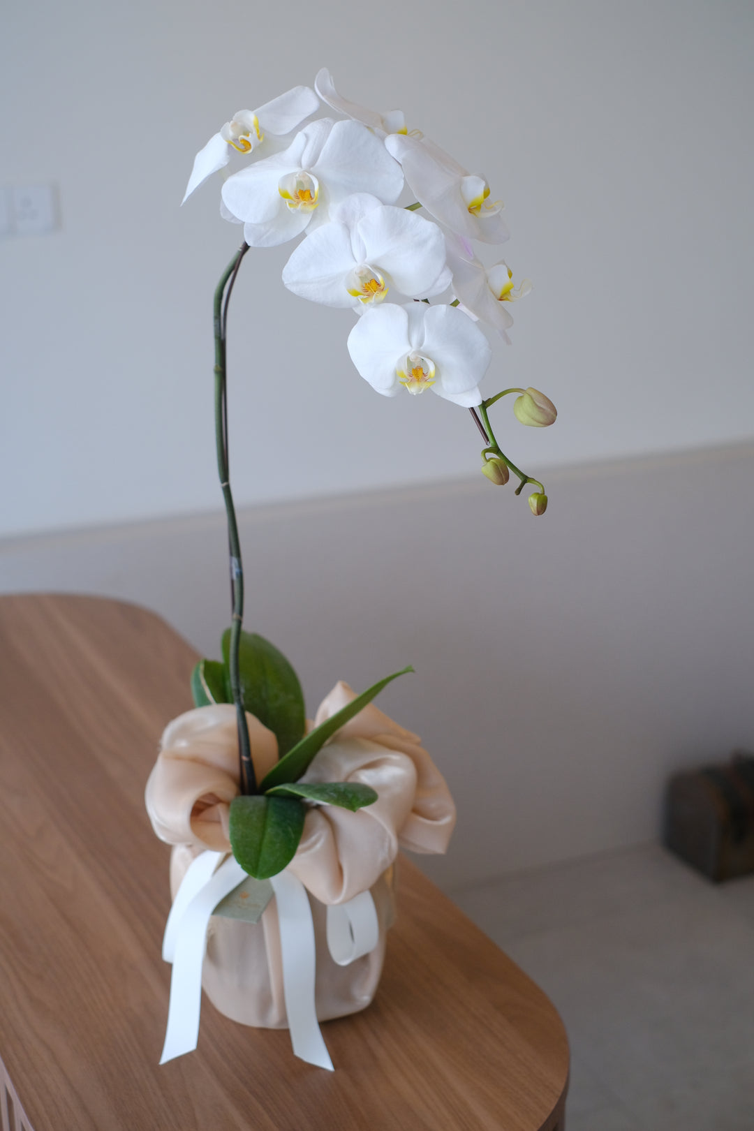 malaysian flowers orchid, fresh flowers in planter pot, florist bukit mertajam