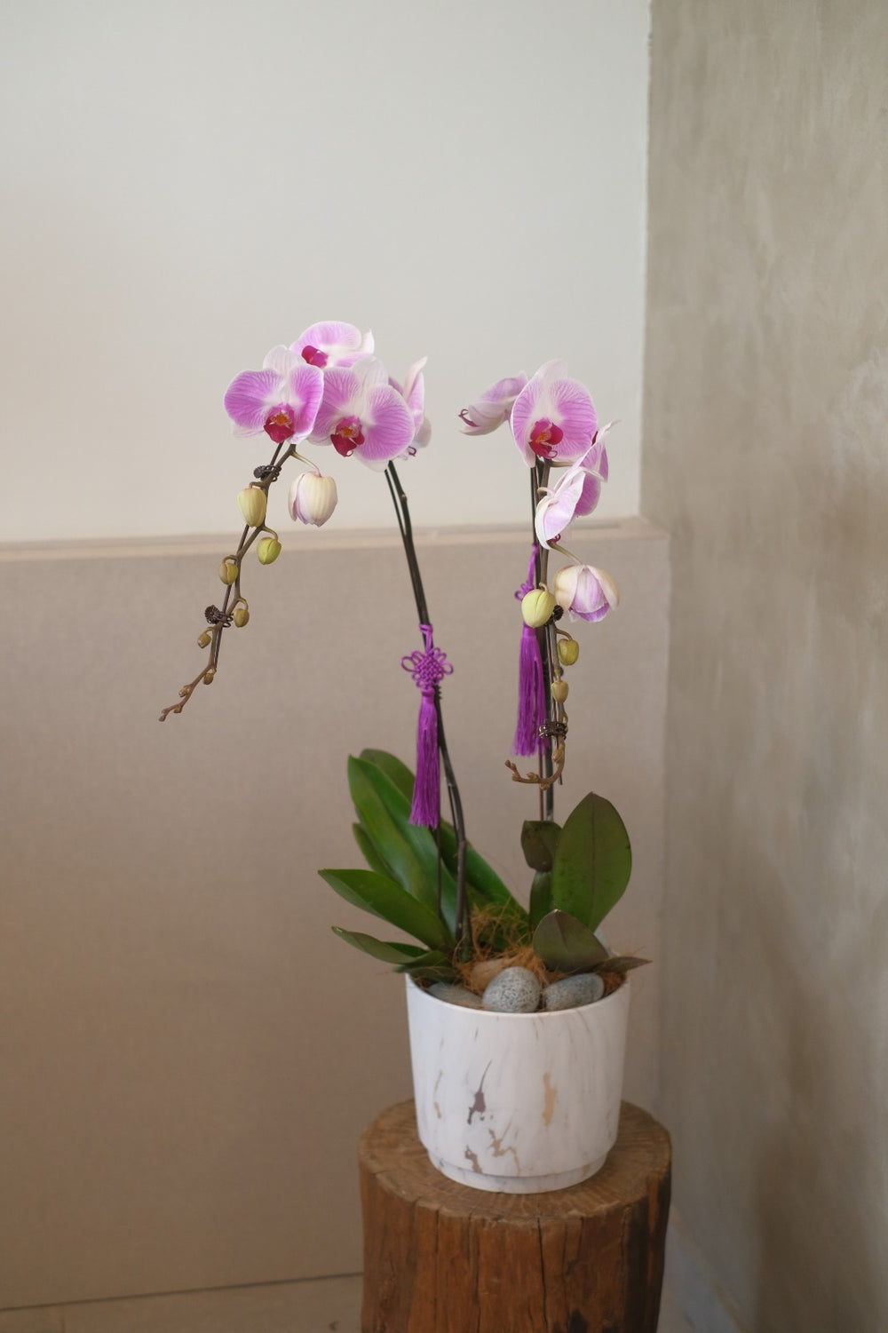 purple phalaenopsis orchid delivery for chinese new year in penang