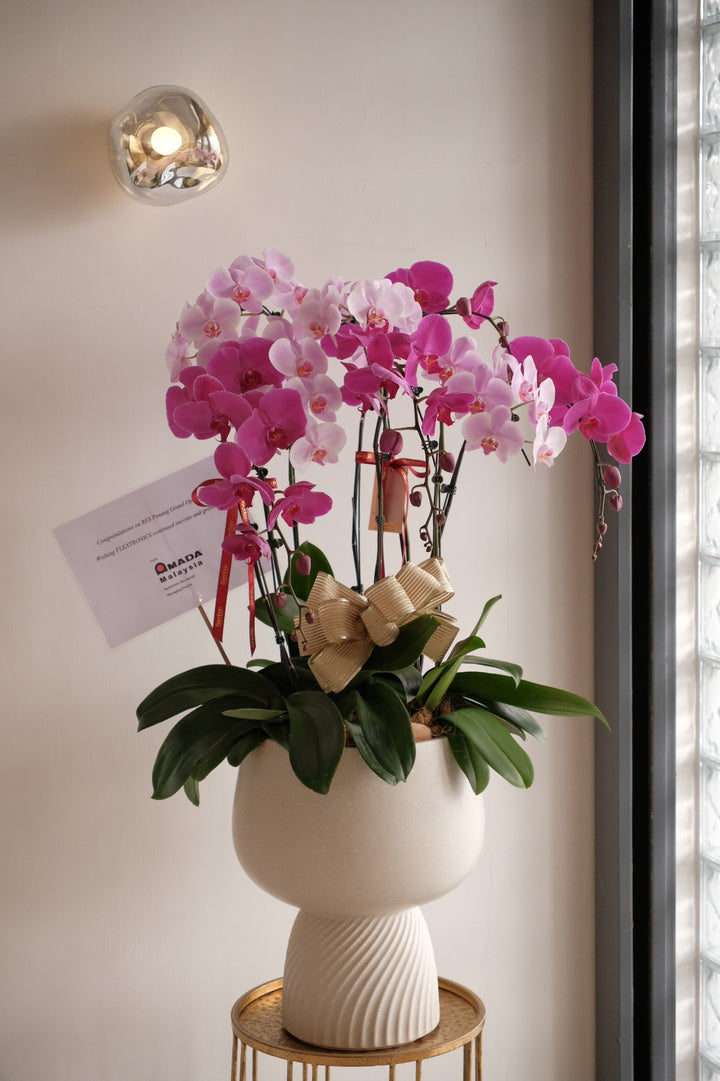 Mixed Phalaenopsis Orchids - Torres