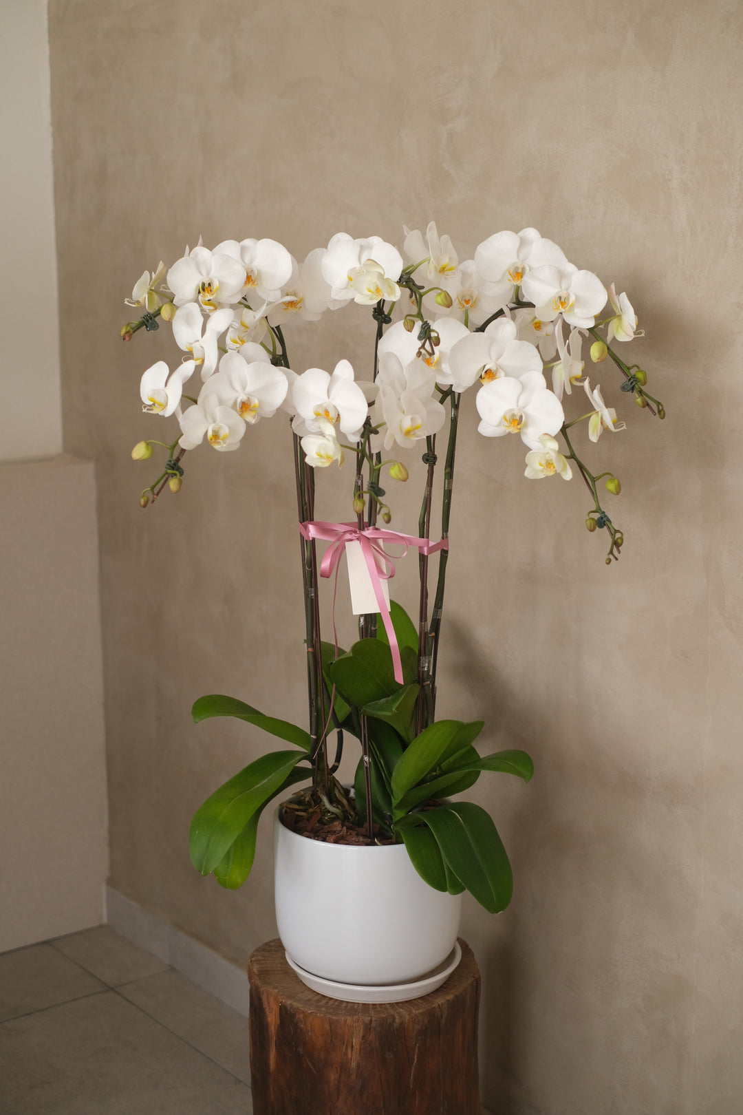 White Phalaenopsis Orchid