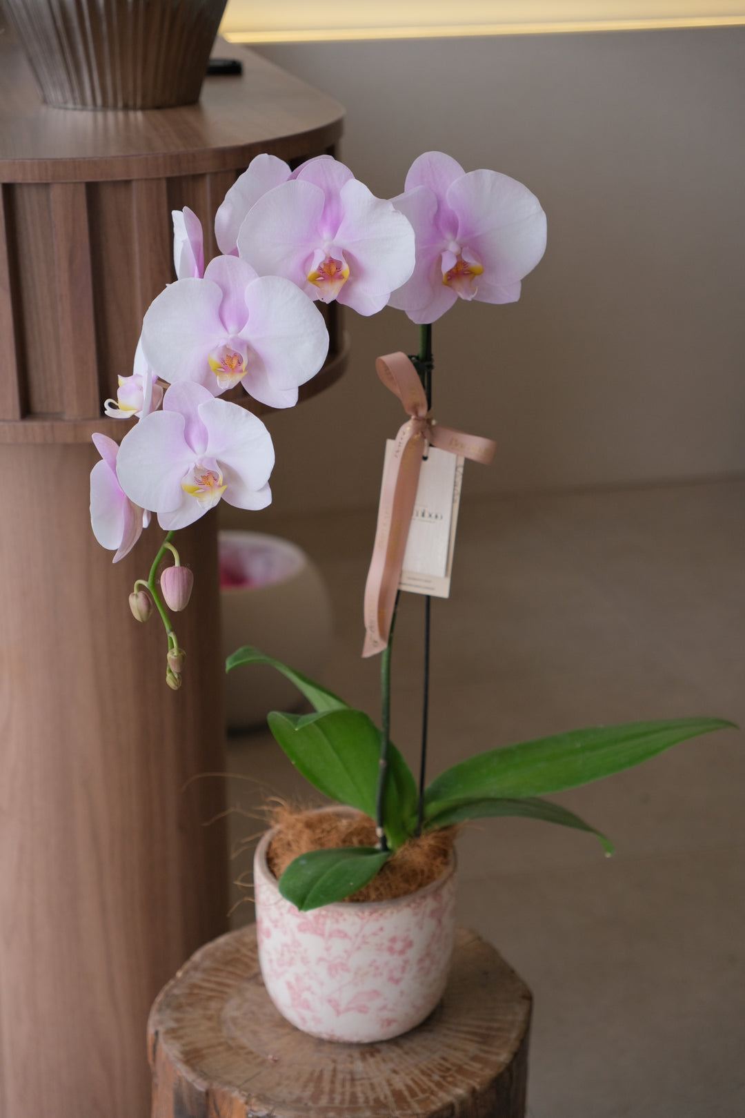 Purple butterfly orchids arranged elegantly in a ceramic pot, same day delivery for penang