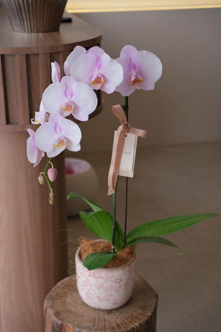 Purple butterfly orchids arranged elegantly in a ceramic pot, same day delivery for penang