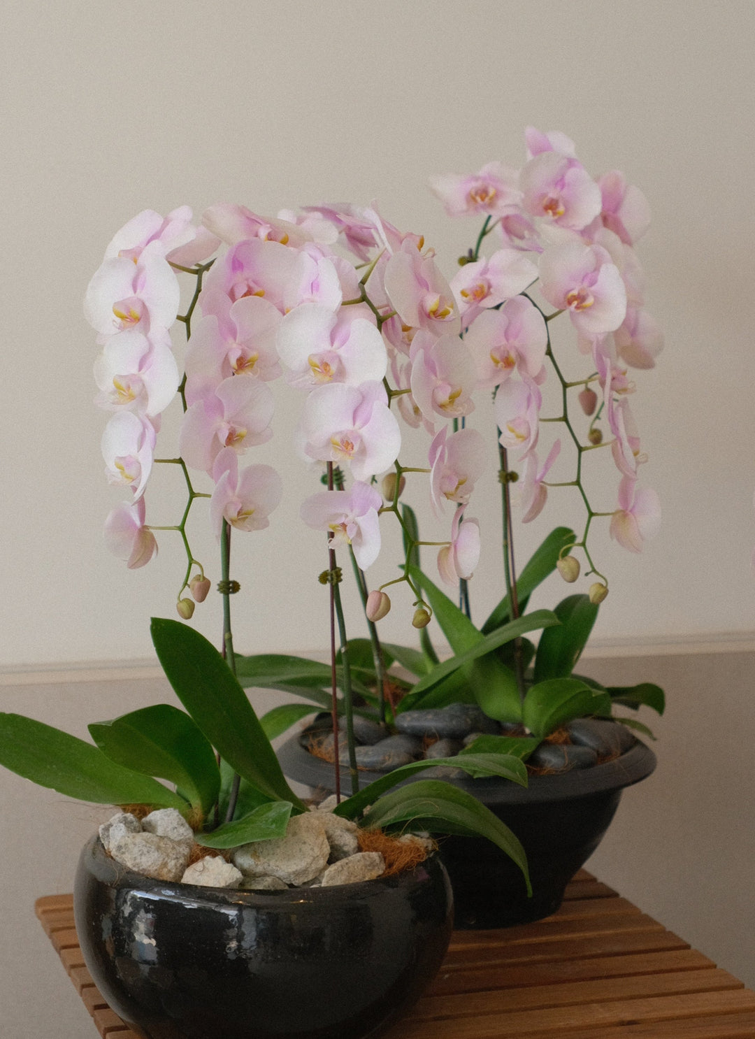 Fresh purple butterfly orchids with multiple blooms styled in a modern vase.
