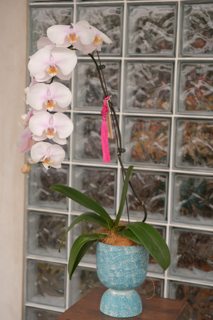 Single Stem Butterfly Pink Phalaenopsis Orchid in Textured Azure Blue Hourglass Pot - Song Sense CNY 2026 Limited Edition - Bamboo Green Florist Penang Delivery