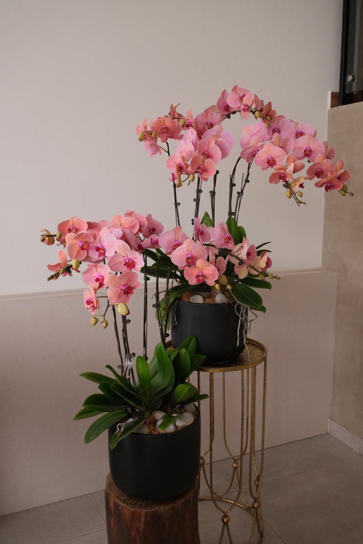 Modern Coral Pink Phalaenopsis Orchid Arrangement in Matte Black Cylindrical Pot - Song Sense CNY 2026 Coral Dawn - Bamboo Green Florist Penang
