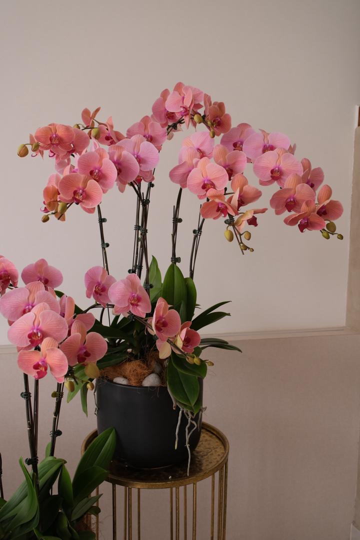 Modern Coral Pink Phalaenopsis Orchid Arrangement in Matte Black Cylindrical Pot - Song Sense CNY 2026 Coral Dawn - Bamboo Green Florist Penang
