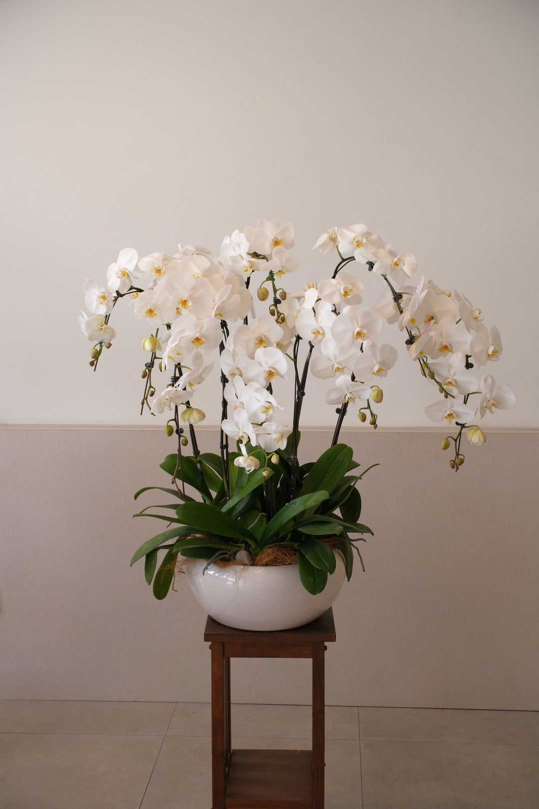 white phalaenopsis orchids in white pot
