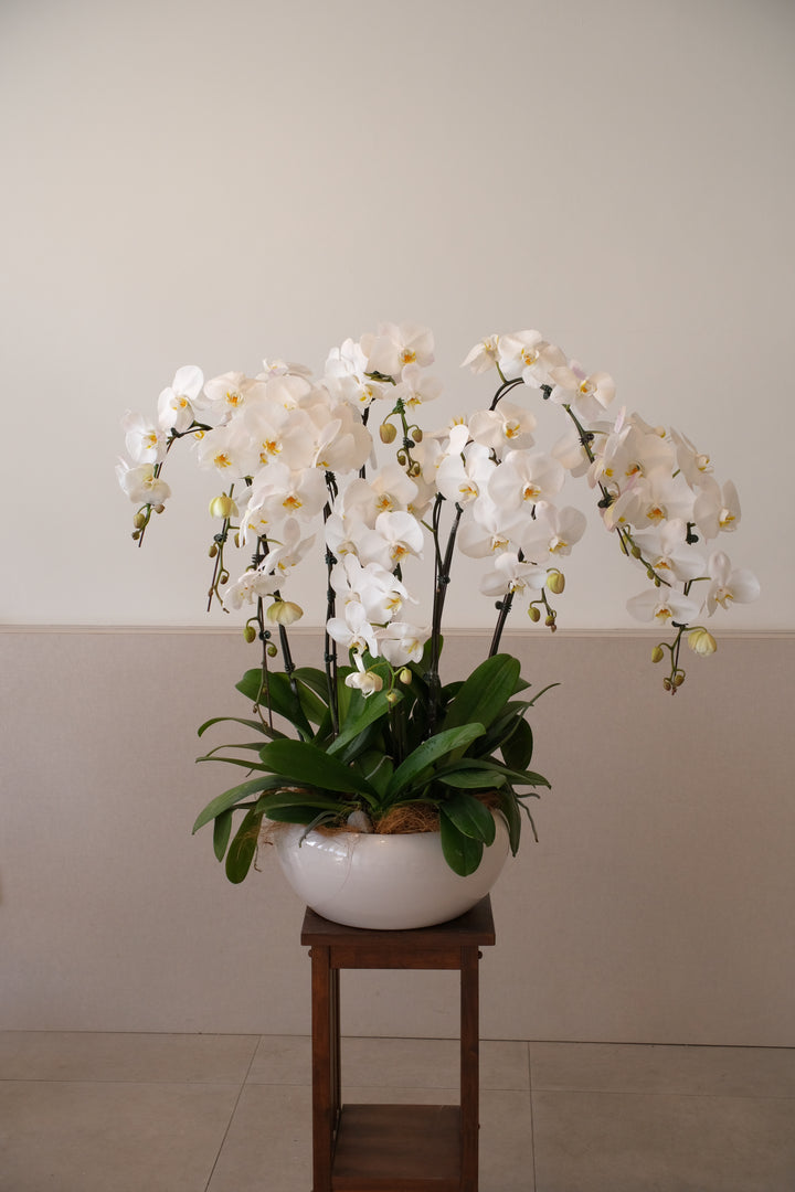 white phalaenopsis orchids in white pot
