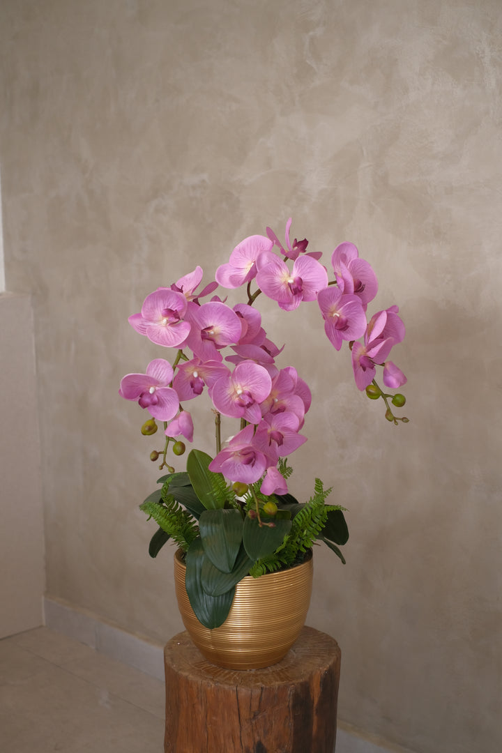 orchids in pot