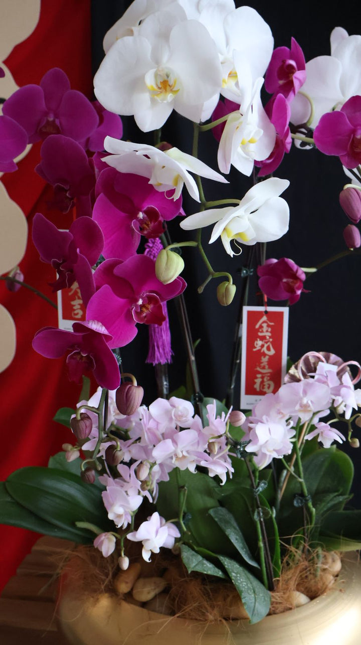 Golden Orchid Palace featuring dark purple and white Phalaenopsis orchids. Elegant and timeless. Penang florist, Hari Raya, order online, deliver same day.