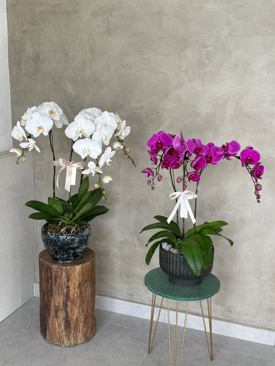 Love Being Your'chid - Jillian White Phalaenopsis