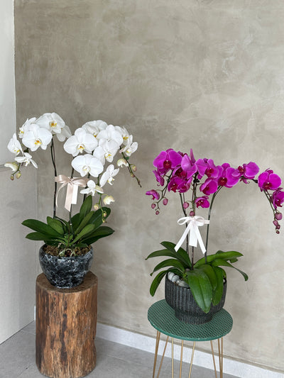 Love Being Your'chid - Purple Phalaenopsis