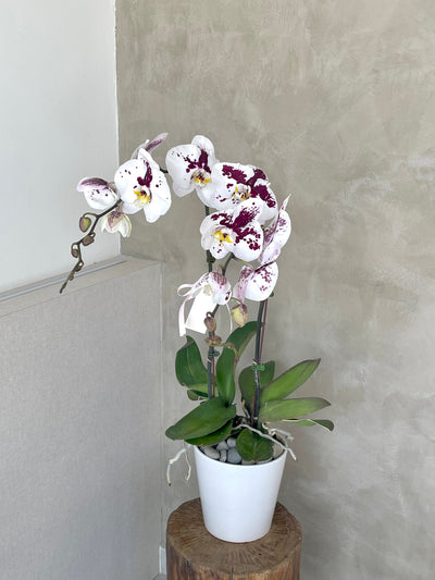 same day flower delivery for fresh potted phalaenopsis flower 