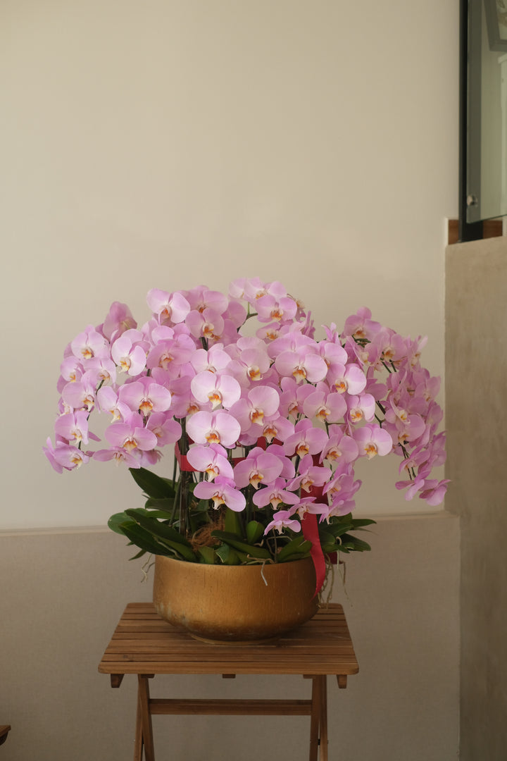 light purple phalaenopsis orchids delivery for opening to clinic in penang