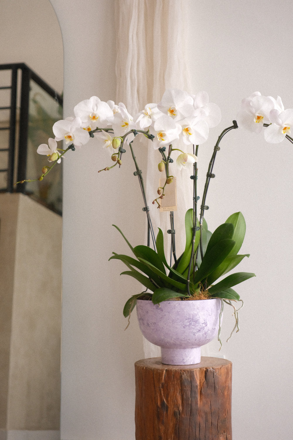 White phalaenopsis orchid blooms arching over a soft lilac ceramic pot — No.1 online florist.
