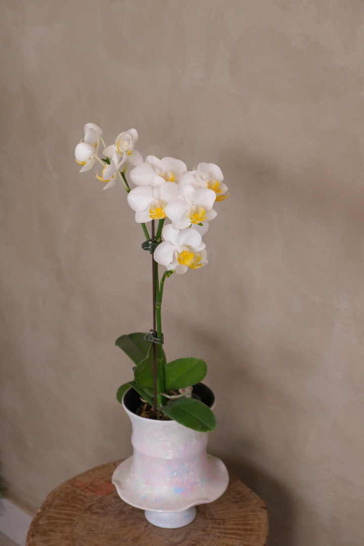 Opal mini orchid, pink and blue glazed footed pot, single staked spike