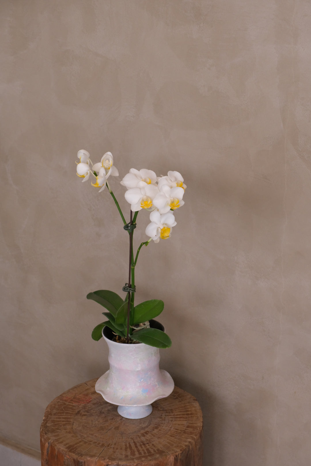 Opal mini orchid, white blooms with yellow lip, in a pastel iridescent ceramic pot with ruffled rim — Bamboo Green Florist, Penang