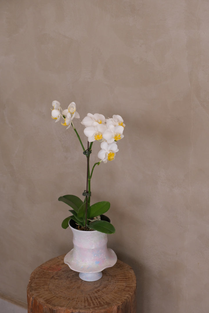 Opal mini orchid, white blooms with yellow lip, in a pastel iridescent ceramic pot with ruffled rim — Bamboo Green Florist, Penang