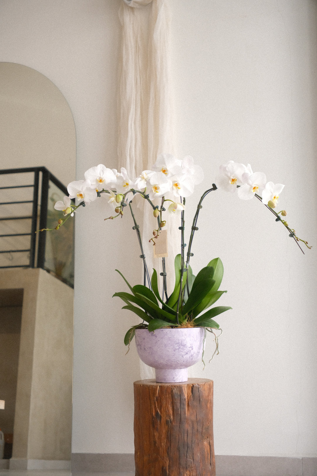 marble white orchid arrangement on a raw teak stool against a soft white wall, Bukit Mertajam.