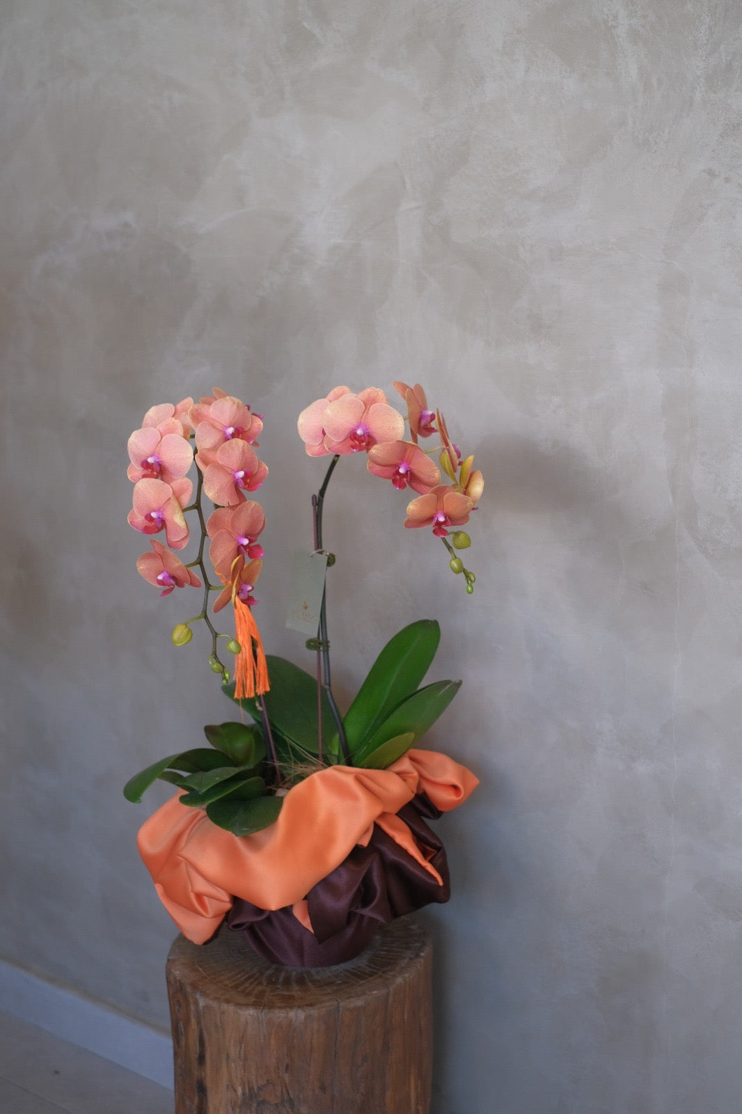 best sellers orange phalaenopsis orchids in ceramic pots