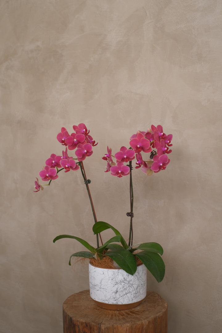 Fresh potted Phalaenopsis orchid in a ceramic planter, delivering elegance for Hari Raya. Order online from Penang's top florist, with same-day delivery available.