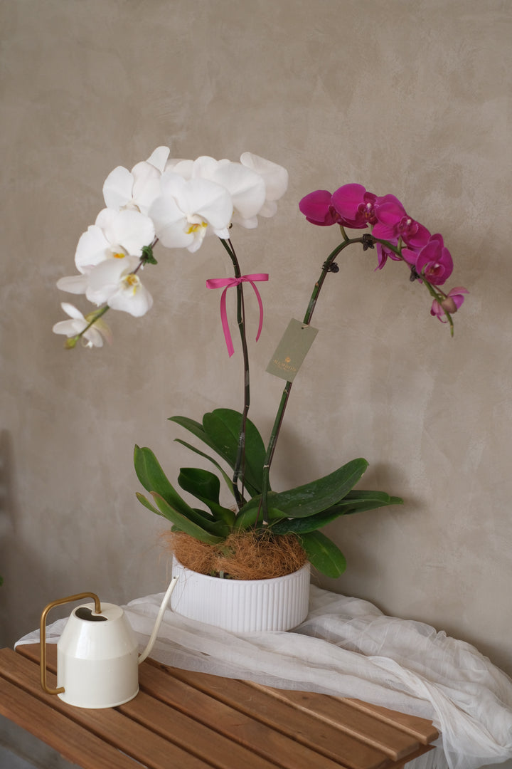 A close-up of exquisite Phalaenopsis orchids in bloom, showcasing their delicate petals and vibrant colors, displayed at Bamboo Green Florist