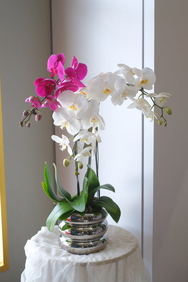 A close-up of exquisite Phalaenopsis orchids in bloom, showcasing their delicate petals and vibrant colors, displayed at Bamboo Green Florist