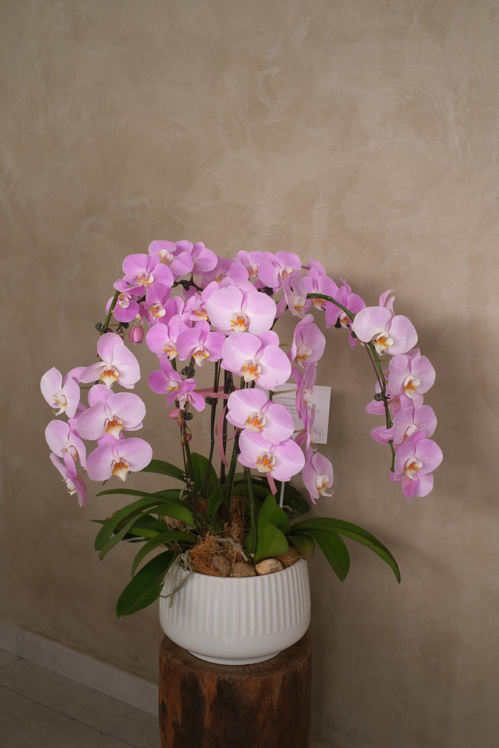 A close-up of exquisite Phalaenopsis orchids in bloom, showcasing their delicate petals and vibrant colors, displayed at Bamboo Green Florist