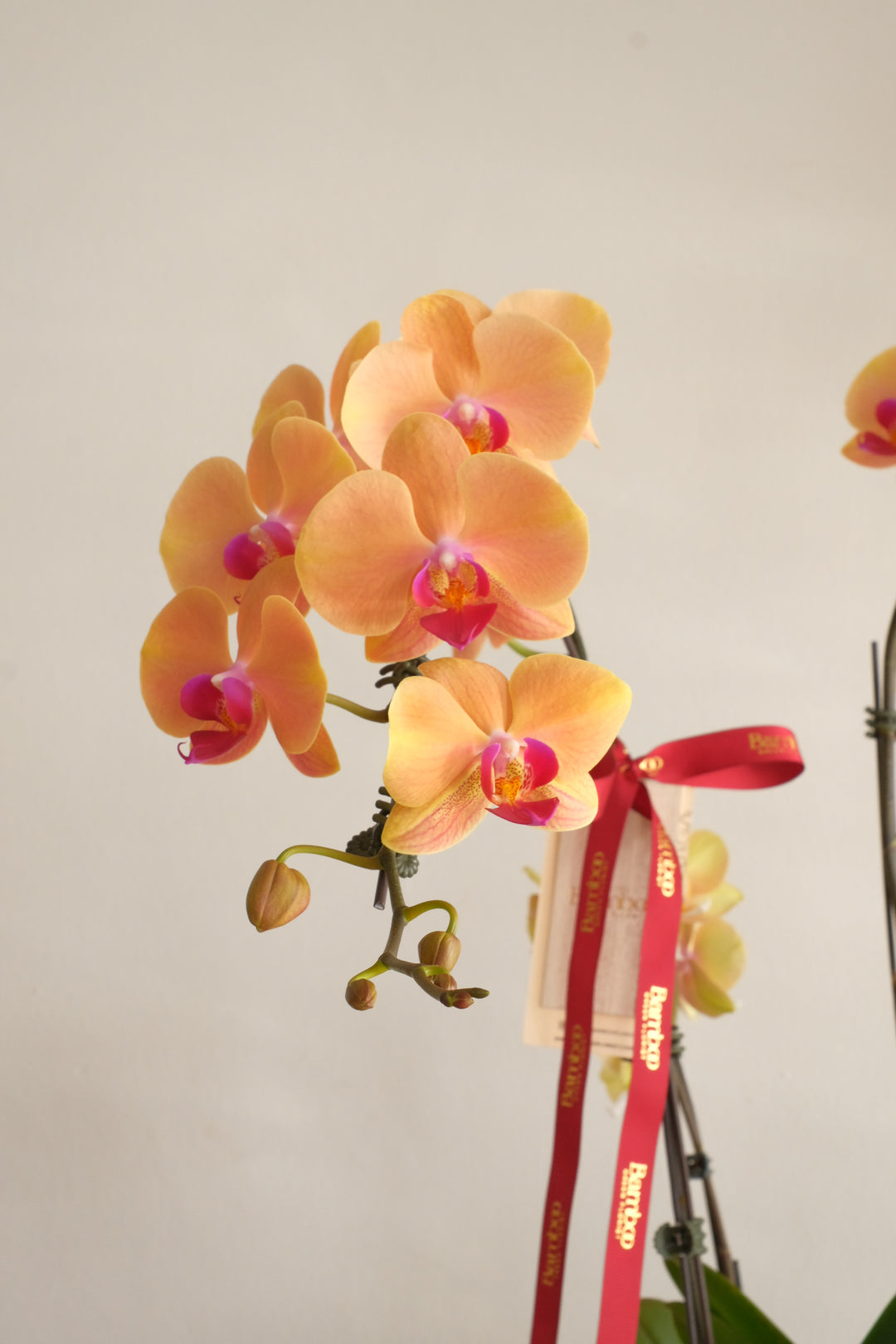 Orange peach phalaenopsis and yellow multiflora Taiwan orchids in yellow speckled ceramic pot — No.1 online florist Penang Mother's Day orchid gift RM508

