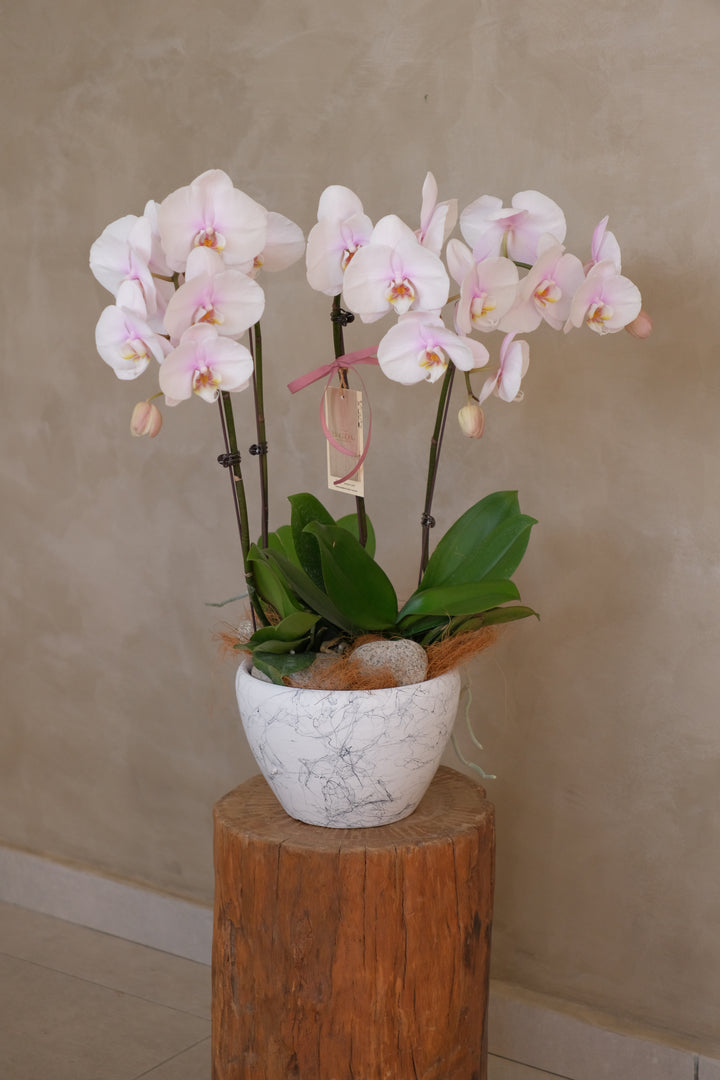 Elegant purple butterfly orchids designed in Bamboo Green Florist’s signature style.
