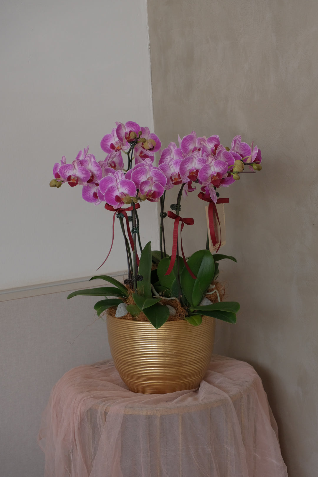 Tall phalaenopsis orchid in gold ceramic pot with cascading white blooms – Bamboo Green Florist

