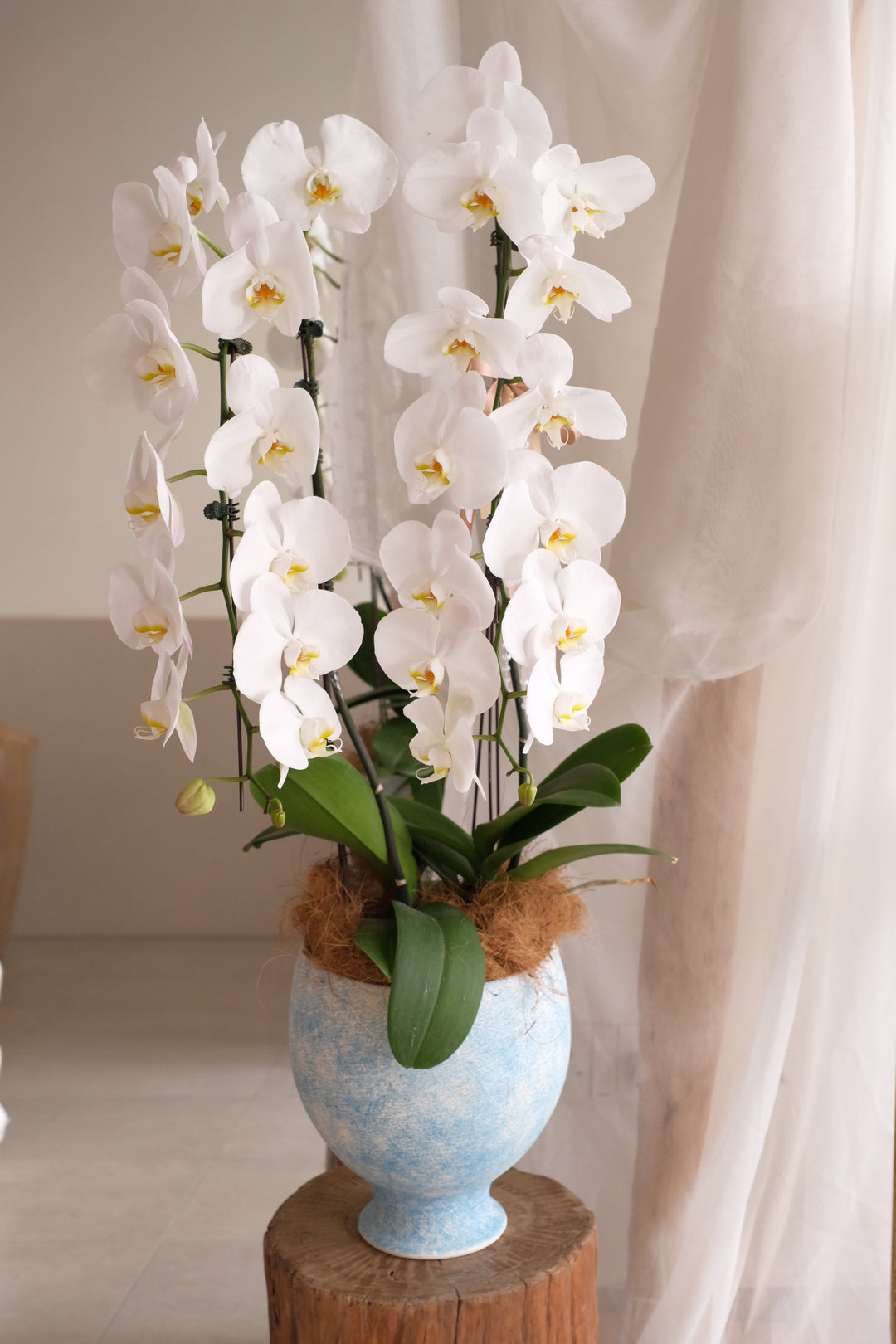 fresh white orchids long phalaenopsis in penang delivery in blue pot