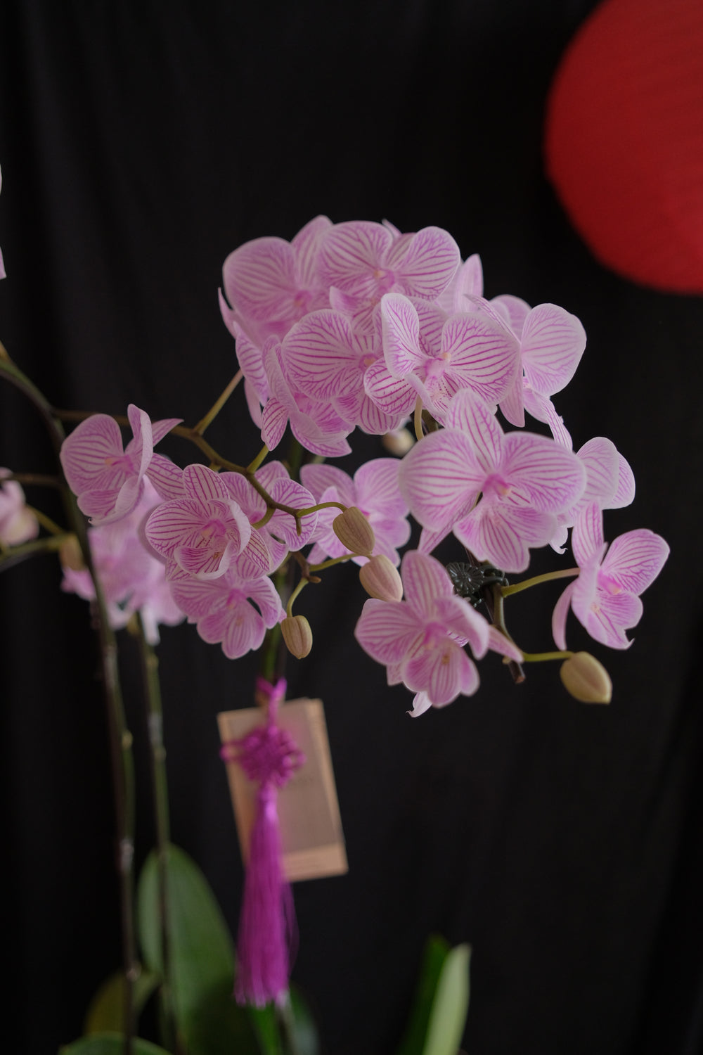 Fresh potted Phalaenopsis orchid in an elegant ceramic planter. Low-light friendly, perfect for home or office. Order online with same-day delivery in Penang!