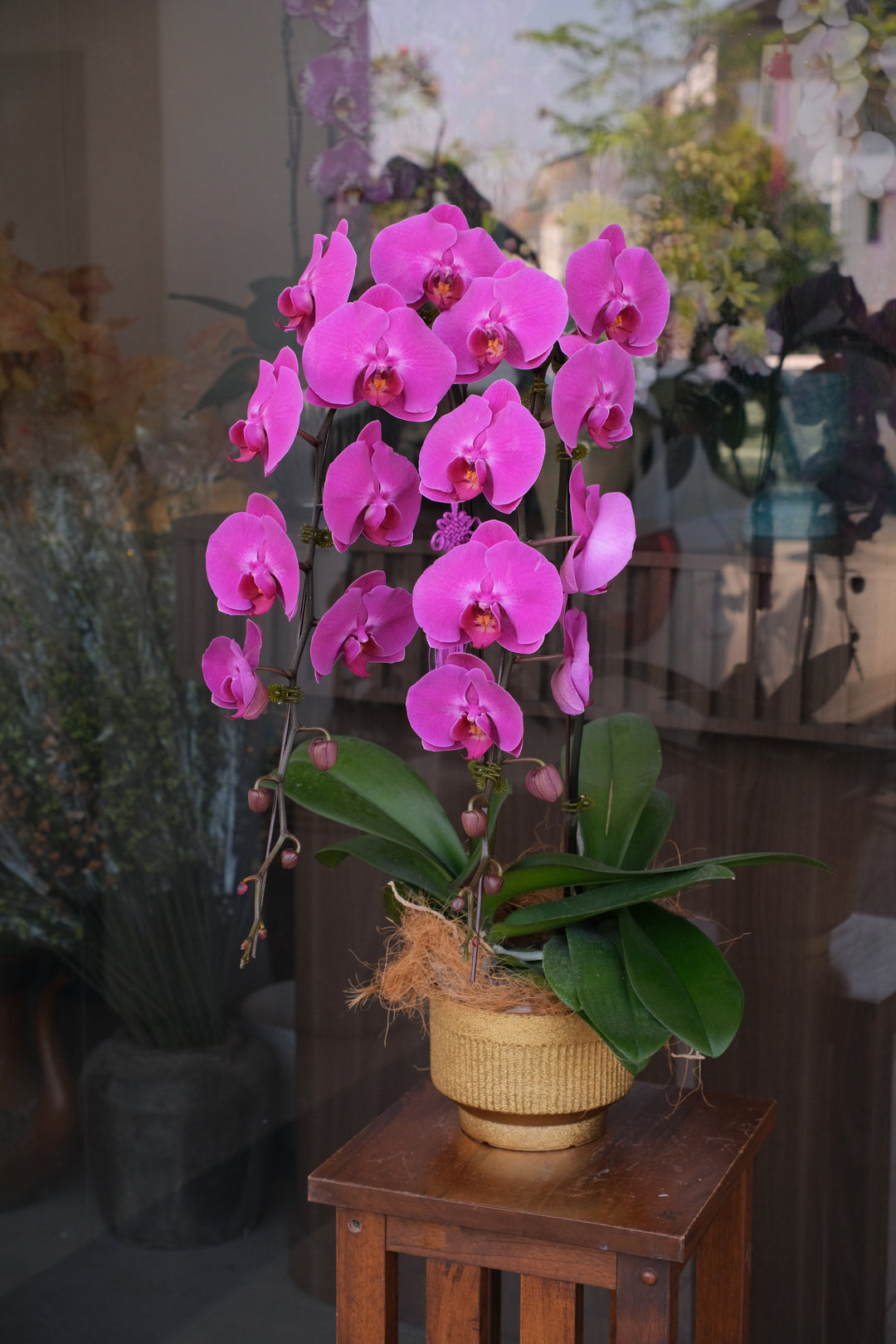 fresh phalaenopsis orchids for cny delivery